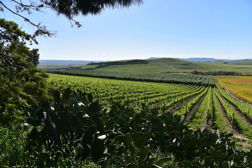 Coltivazioni Azienda Agricola Petito