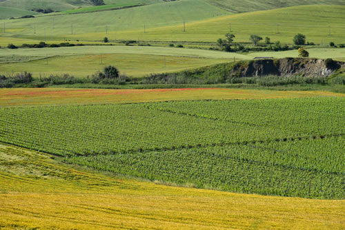 Azienda Agricola Marineto