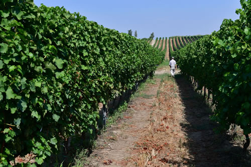 Coltivazioni Azienda Agricola Petito