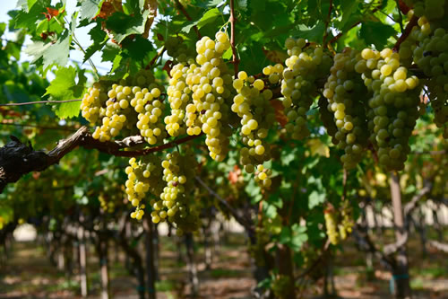 Coltivazioni Azienda Agricola Petito