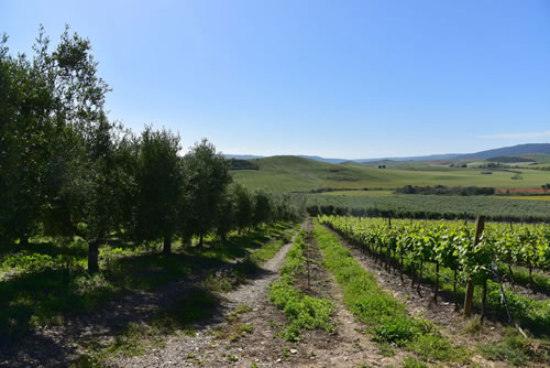 Azienda Agricola Marineto