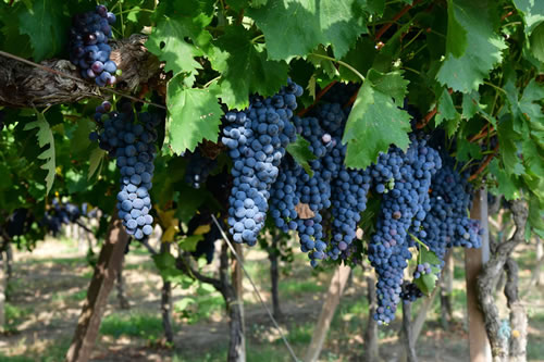 Coltivazioni Azienda Agricola Petito