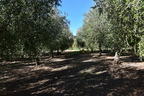 Coltivazioni Azienda Agricola Petito