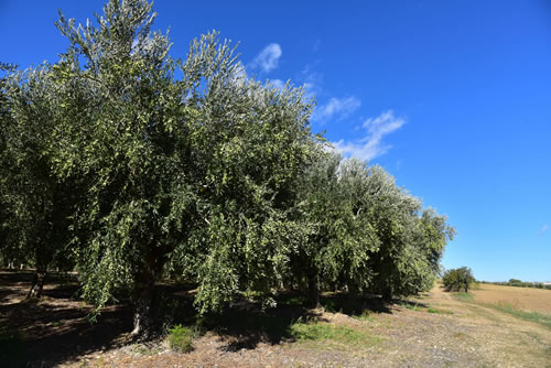Coltivazioni Azienda Agricola Petito