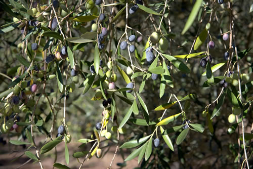 Coltivazioni Azienda Agricola Petito