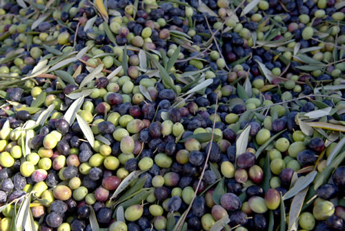 Coltivazioni Azienda Agricola Petito
