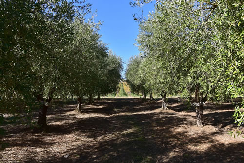 Azienda Agricola Marineto