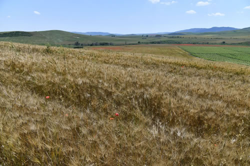 Coltivazioni Azienda Agricola Petito