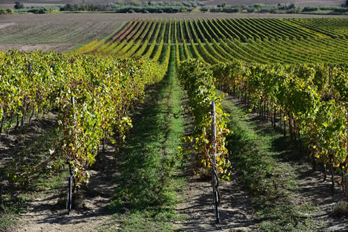 Azienda Agricola Marineto