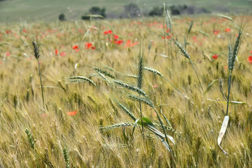Coltivazioni Azienda Agricola Petito