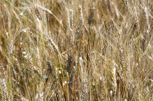 Coltivazioni Azienda Agricola Petito