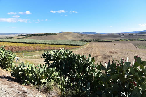 Azienda Agricola Marineto