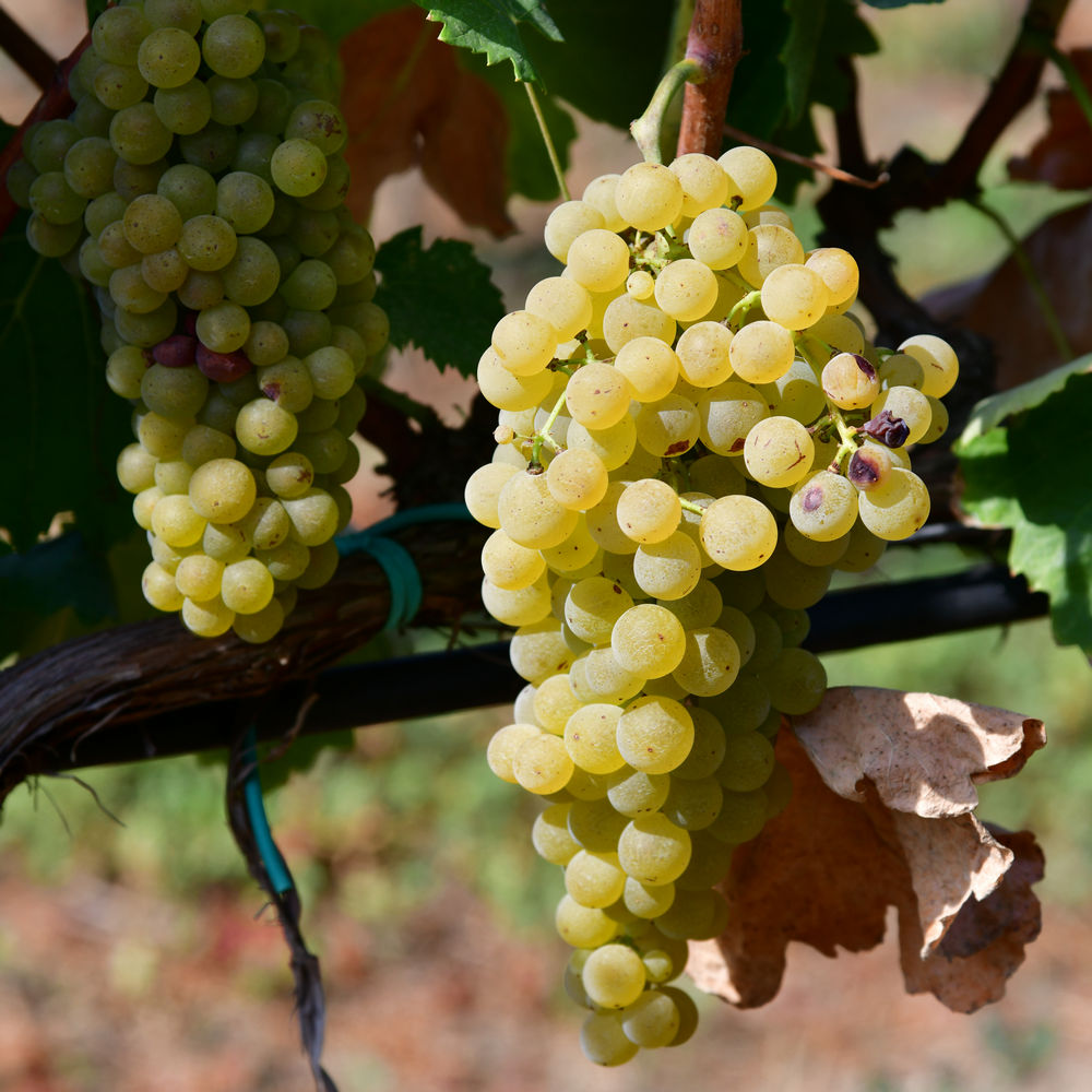 Chardonnay chardonnay