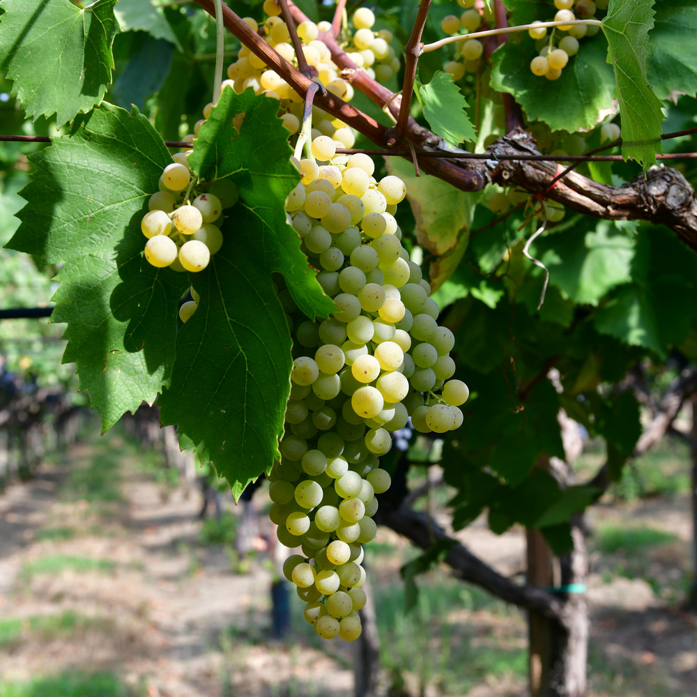 Malvasia malvasia