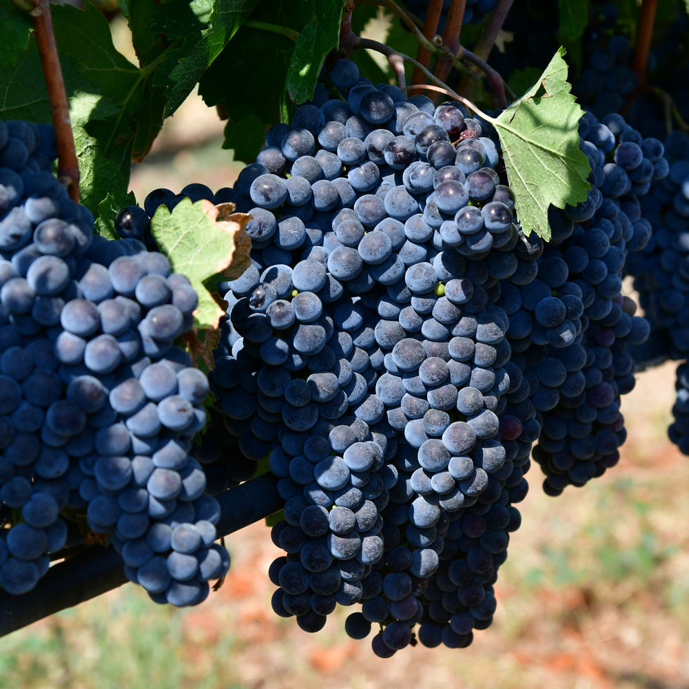 Merlot merlot