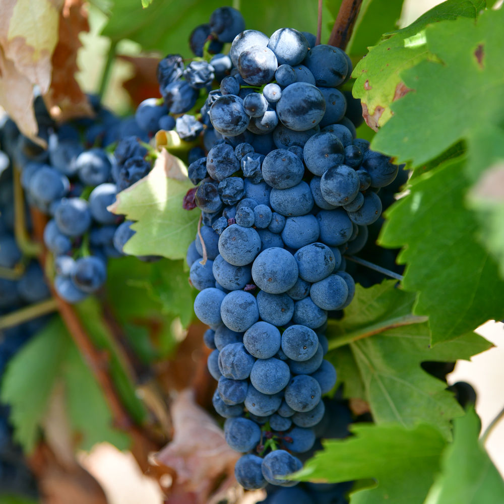 Primitivo primitivo