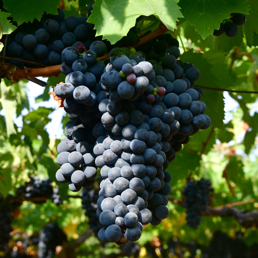 Sangiovese sangiovese
