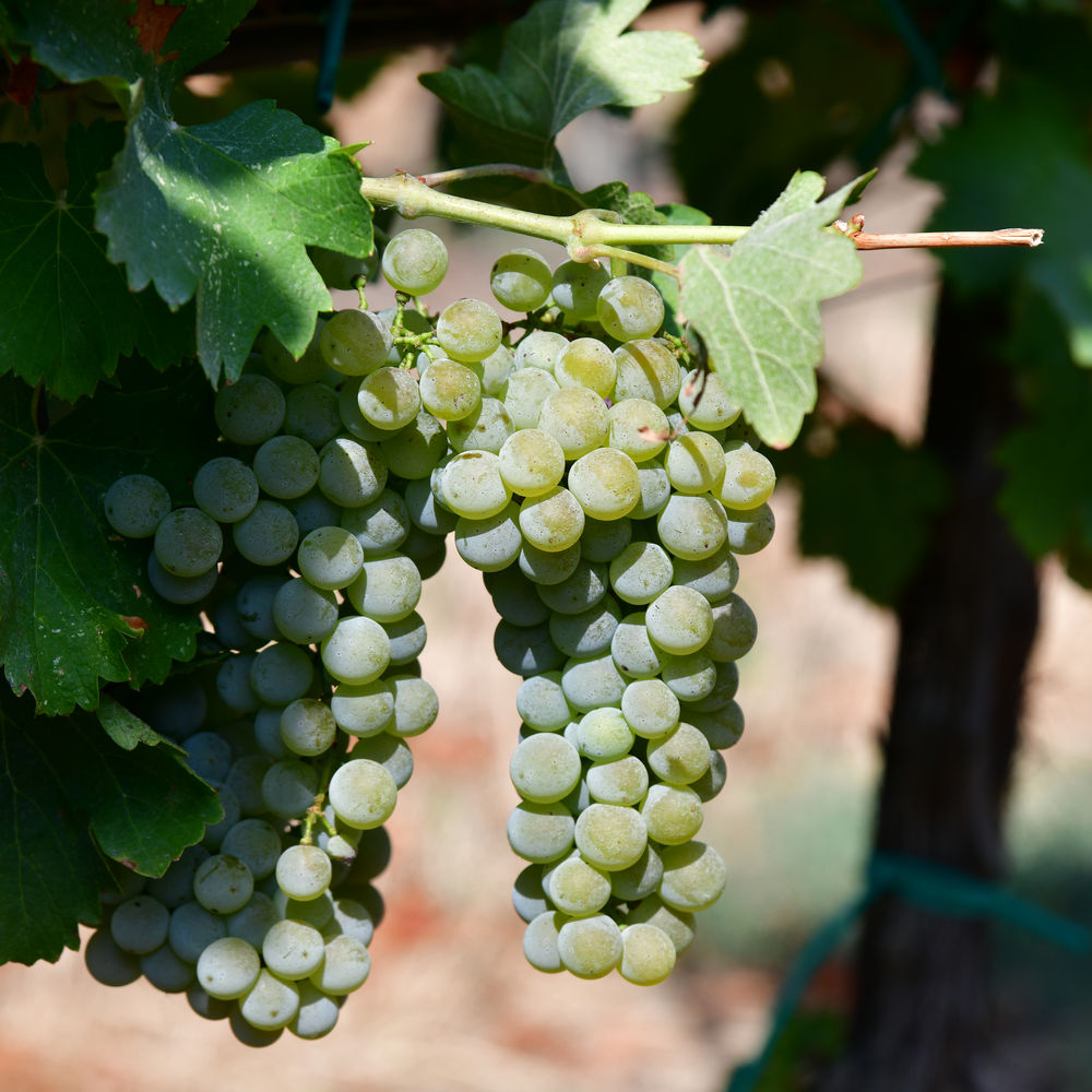 Sauvignon bianco sauvignon bianco