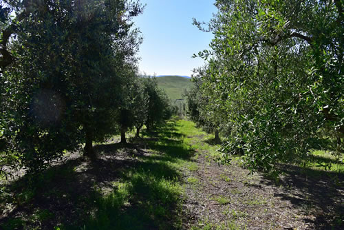 Oliveto