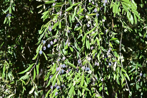 Raccolta olive