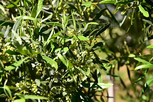 Oliveto