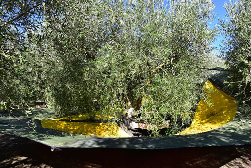 Raccolta olive