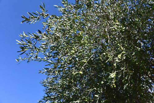 Oliveto