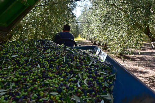 Raccolta olive