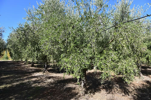 Oliveto