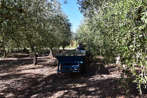 Raccolta olive