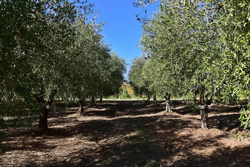 Oliveto