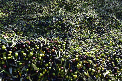 Raccolta olive