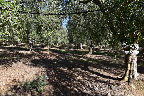 Oliveto