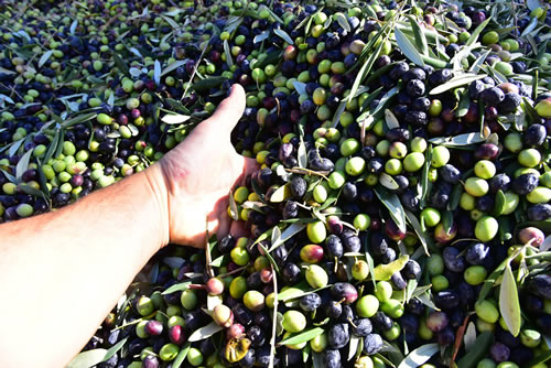 Raccolta olive