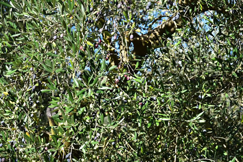 Oliveto