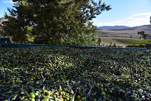 Raccolta olive