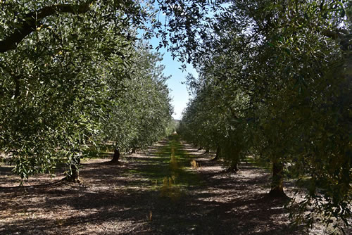 Oliveto
