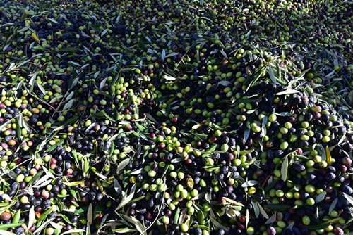 Raccolta olive