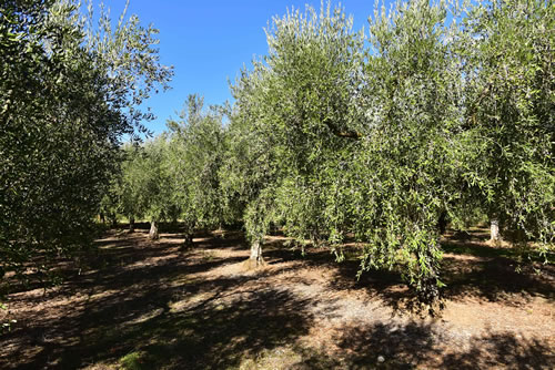 Oliveto