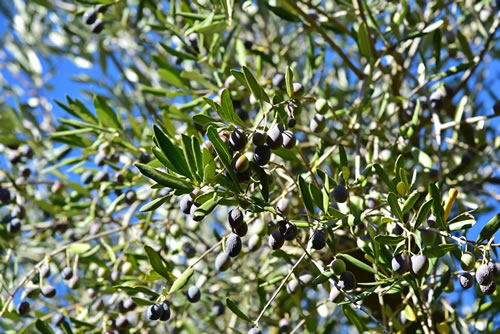 Oliveto