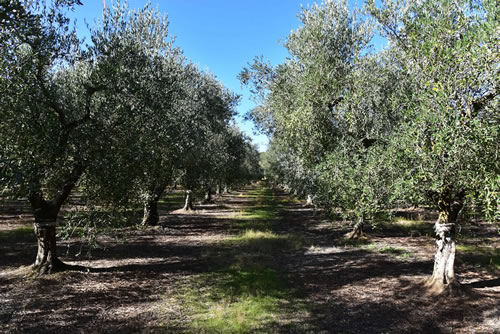 Oliveto