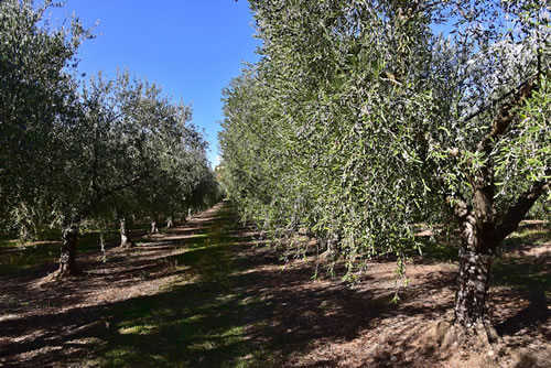 Oliveto