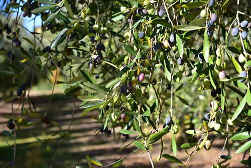 Oliveto