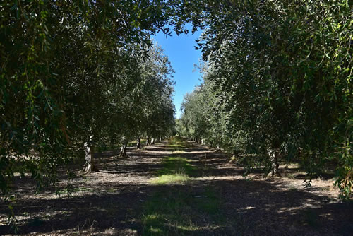 Oliveto