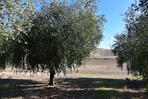 Oliveto