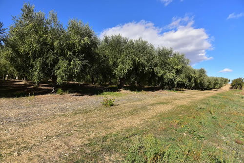 Oliveto