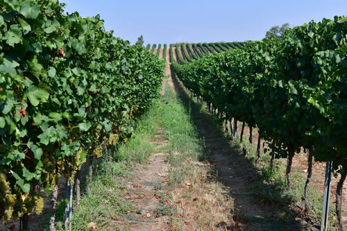Uva Chardonnay