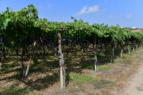 Uva Ciliegiolo