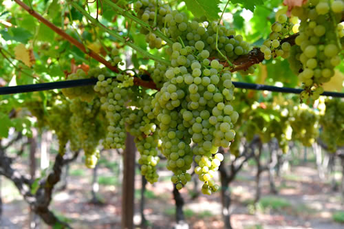 Uva Malvasia