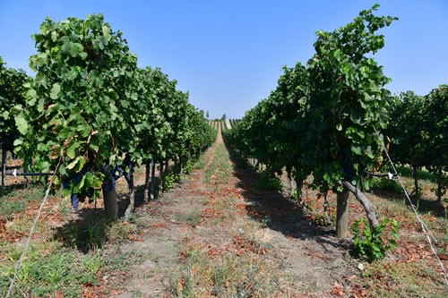 Uva Merlot
